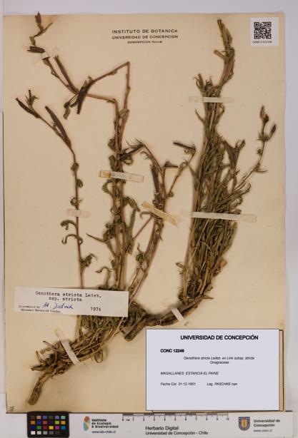 Oenothera stricta subsp. stricta [Espécimen: UDEC:CONC:0012246]