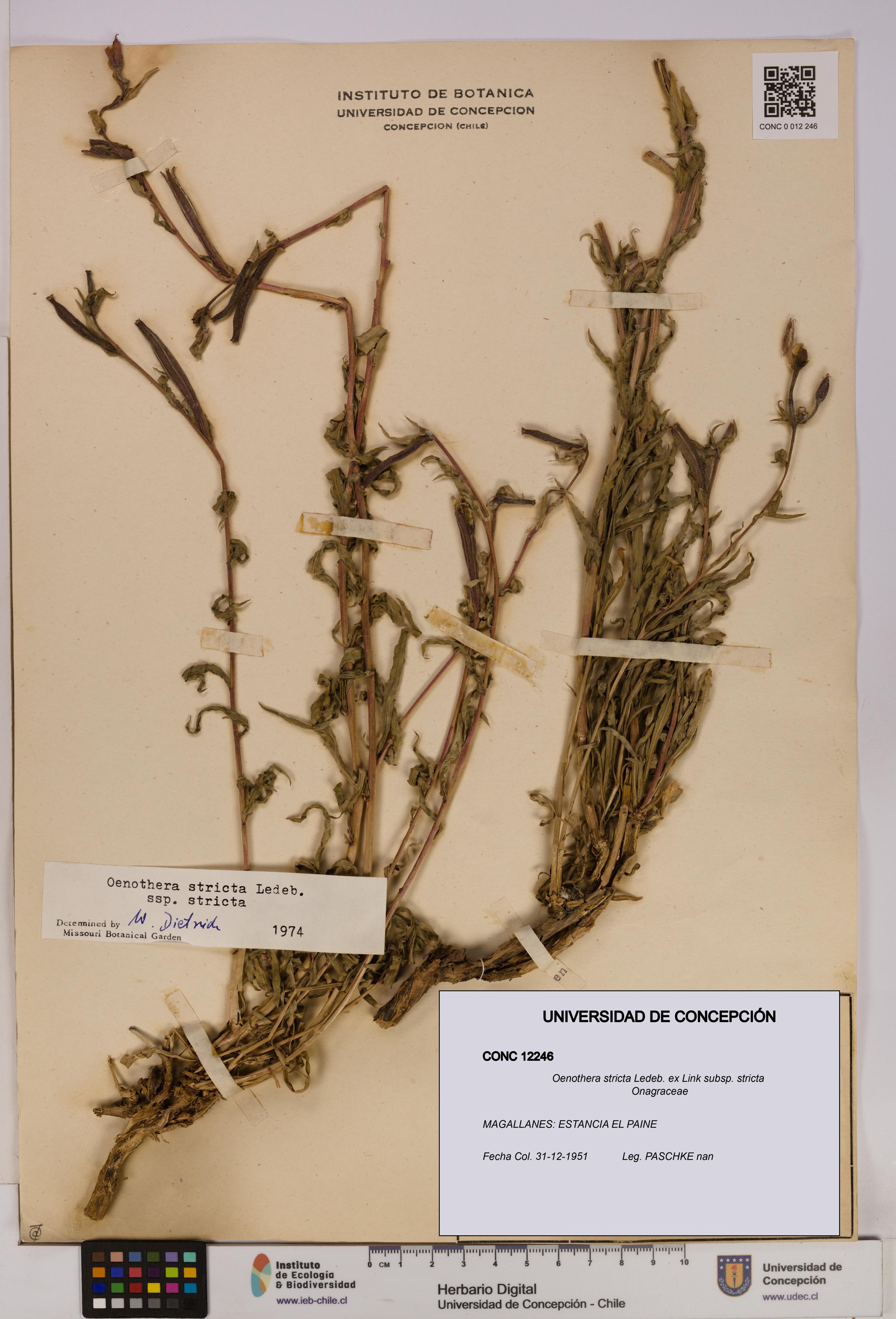 Oenothera stricta subsp. stricta [Espécimen: UDEC:CONC:0012246]