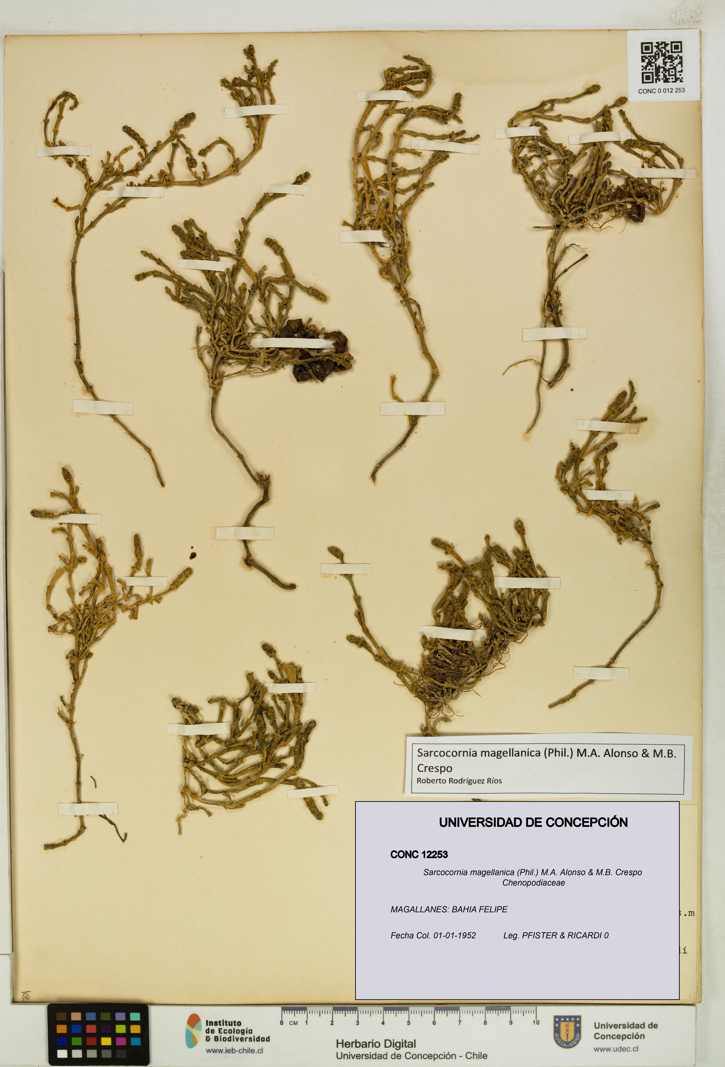 Sarcocornia magellanica [Espécimen: UDEC:CONC:0012253]