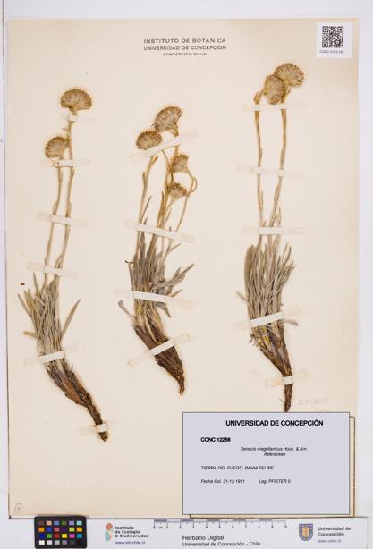 Senecio magellanicus [Espécimen: ]