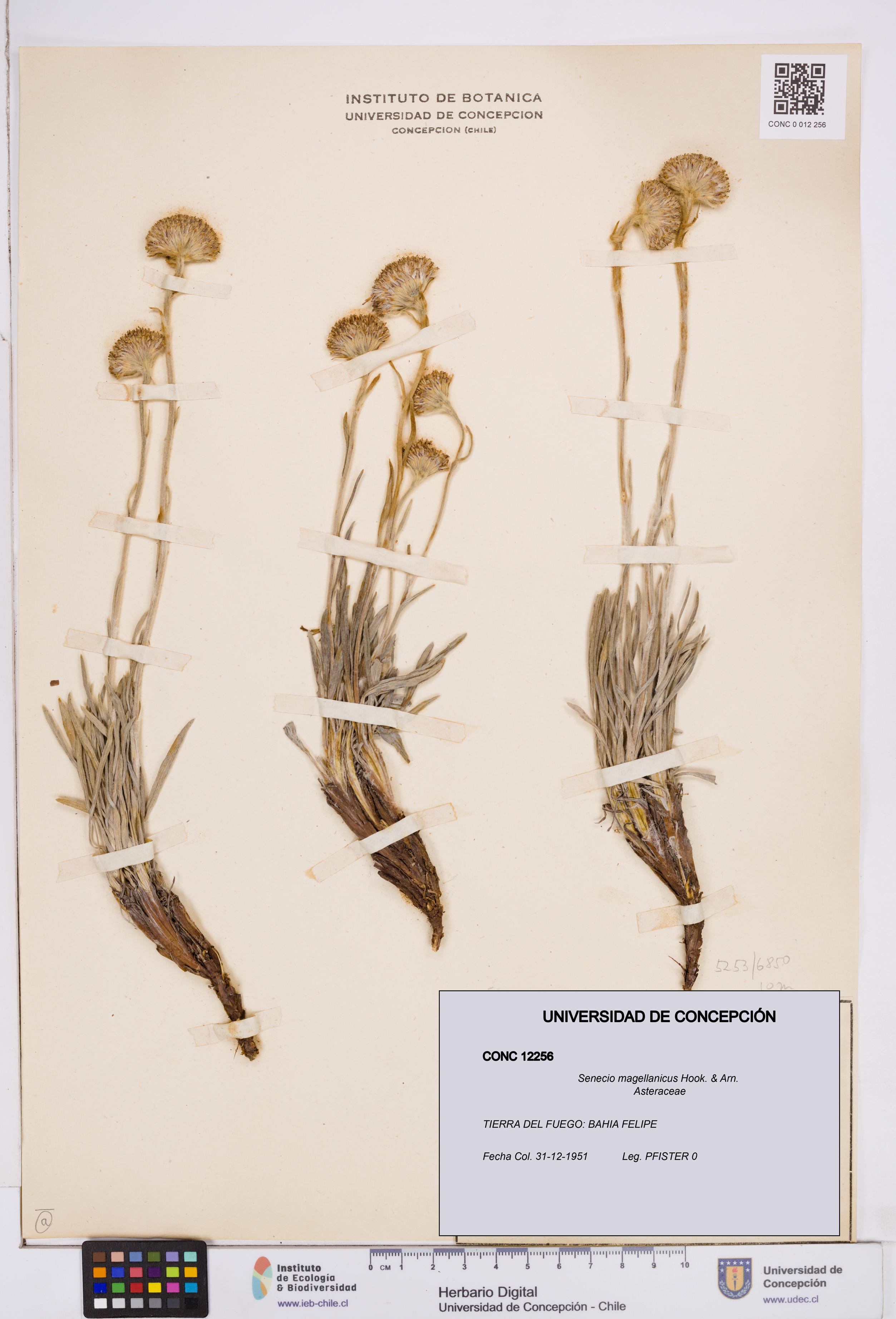 Senecio magellanicus [Espécimen: ]