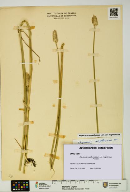 Alopecurus magellanicus var. magellanicus [Espécimen: UDEC:CONC:0012257]