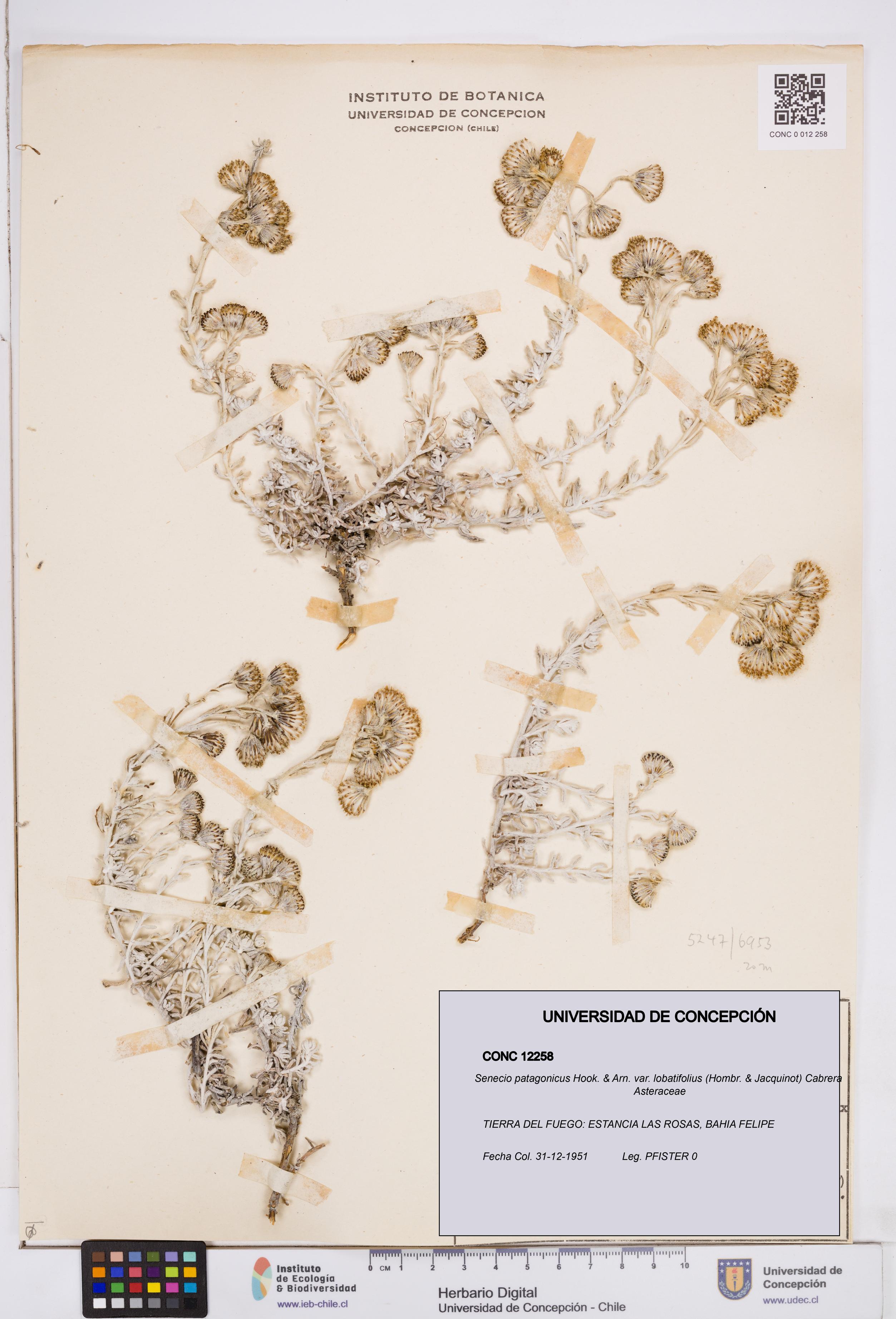 Senecio patagonicus var. lobatifolius [Espécimen: ]