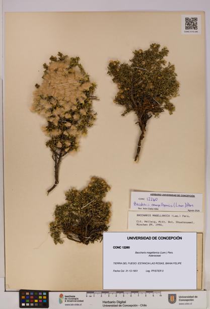 Baccharis magellanica [Espécimen: UDEC:CONC:0012260]