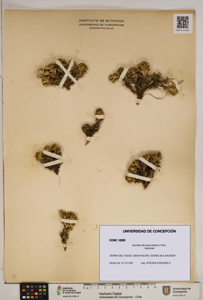 Azorella trifurcata [Espécimen: ]