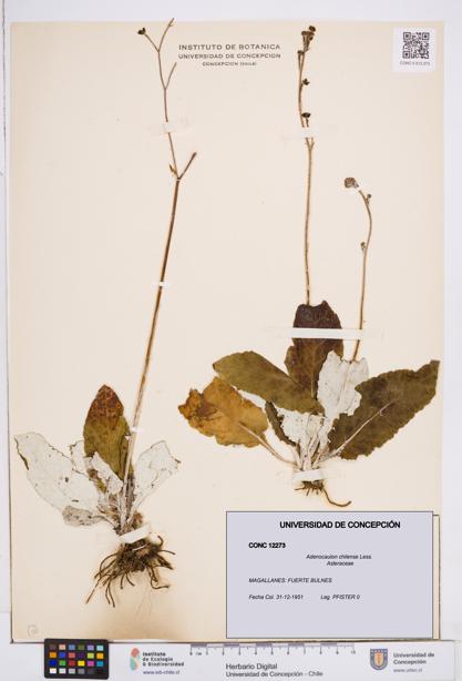 Adenocaulon chilense [Espécimen: ]