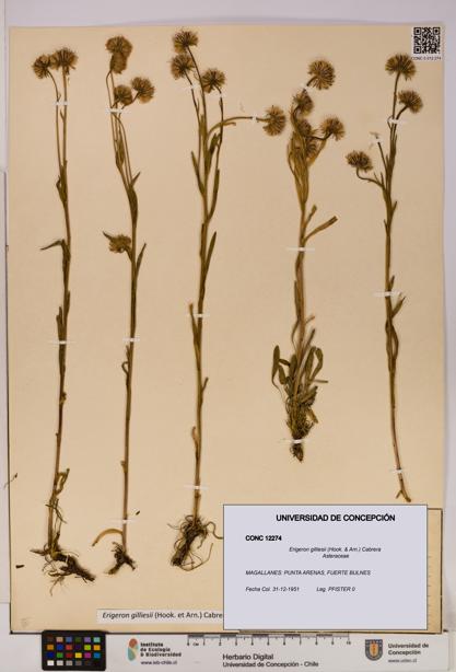 Erigeron gilliesii [Espécimen: UDEC:CONC:0012274]