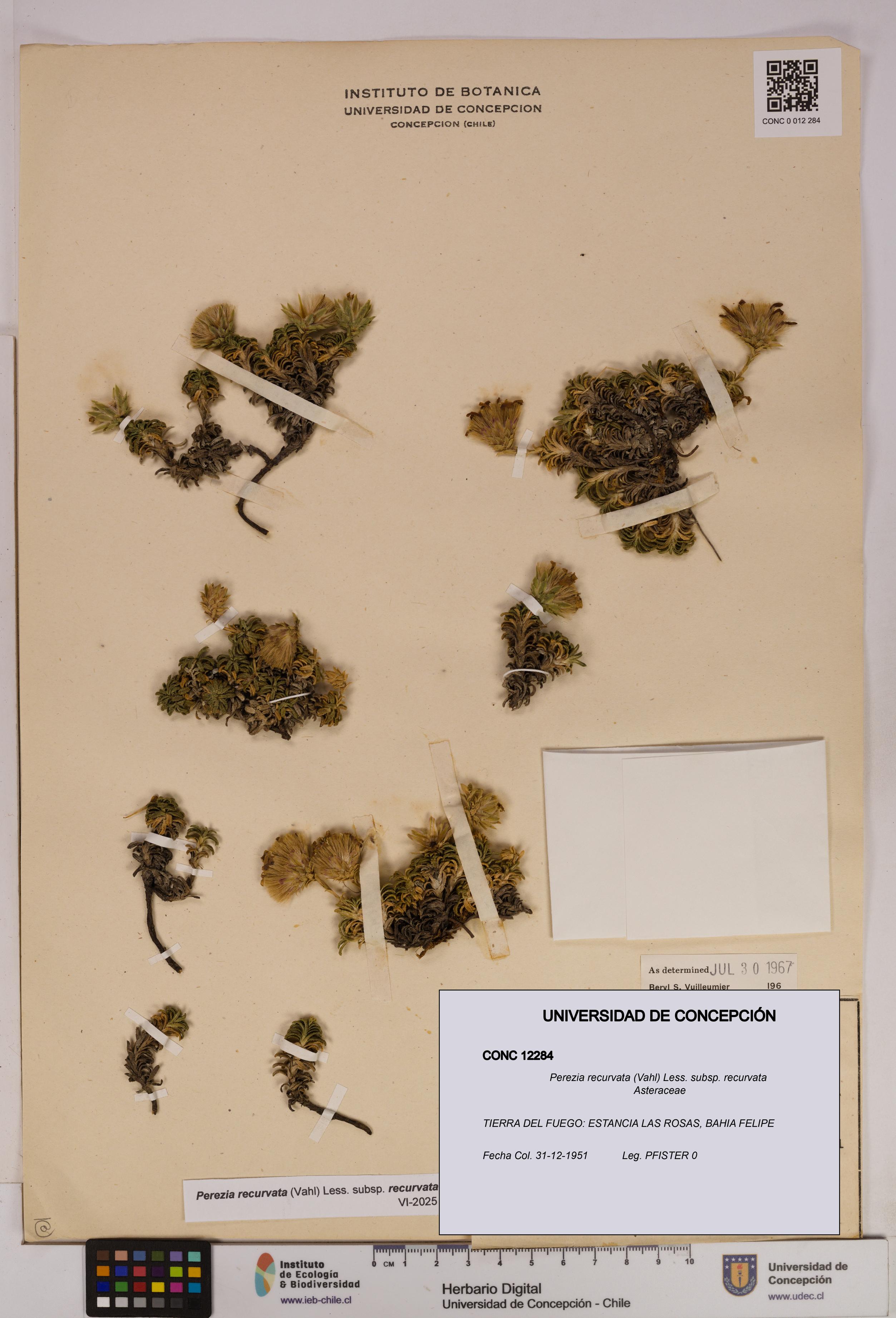 Perezia recurvata subsp. recurvata [Espécimen: UDEC:CONC:0012284]