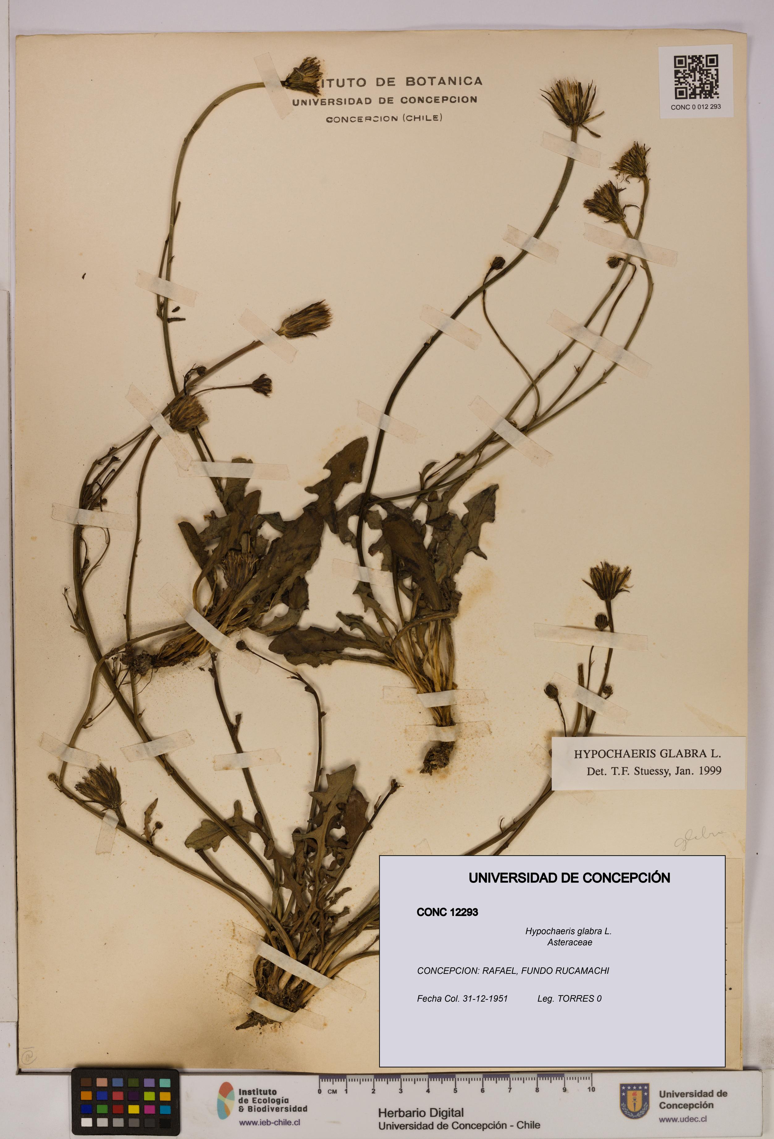 Hypochaeris glabra [Espécimen: UDEC:CONC:0012293]