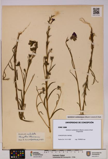 Epilobium subdentatum [Espécimen: UDEC:CONC:0012299]