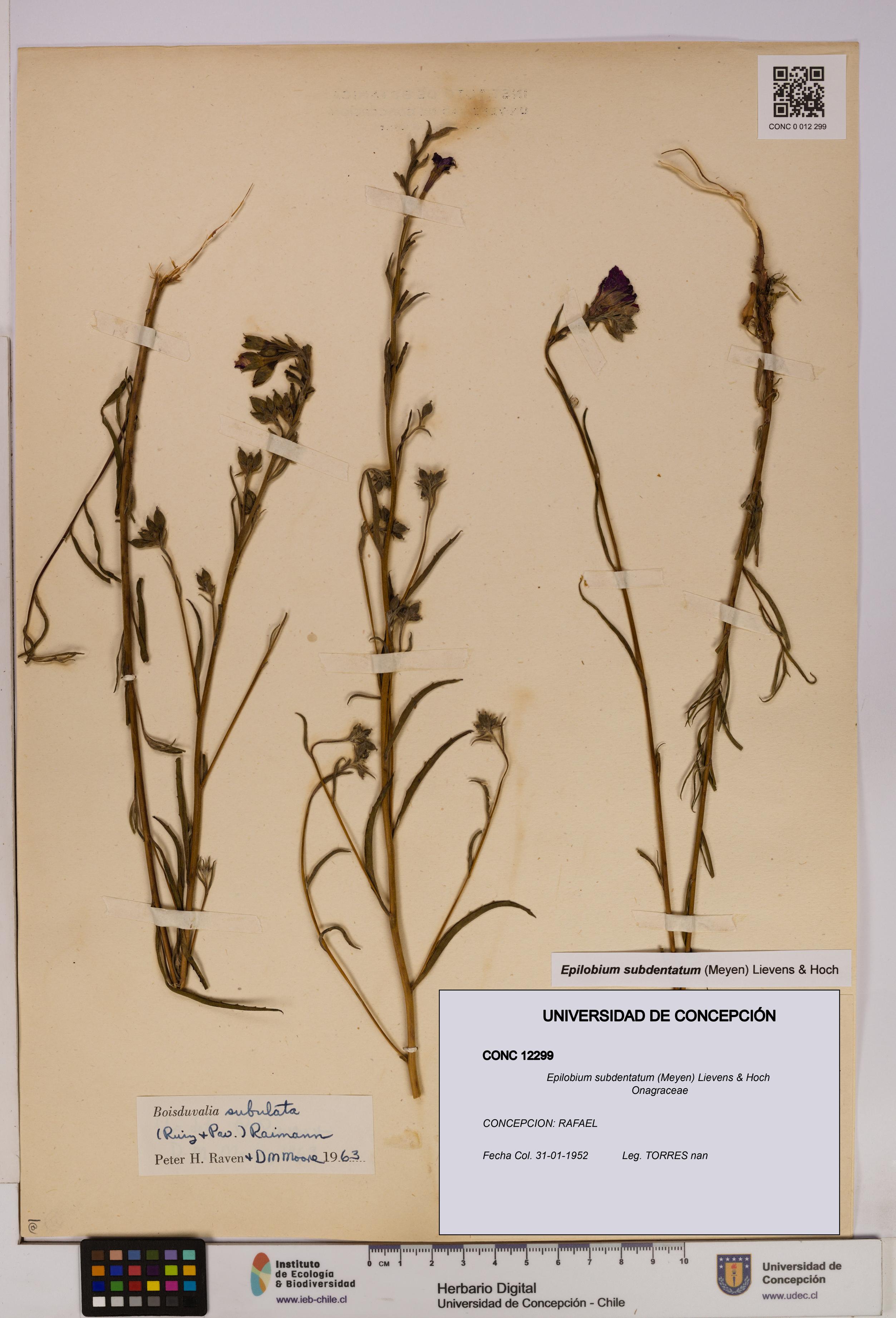 Epilobium subdentatum [Espécimen: UDEC:CONC:0012299]