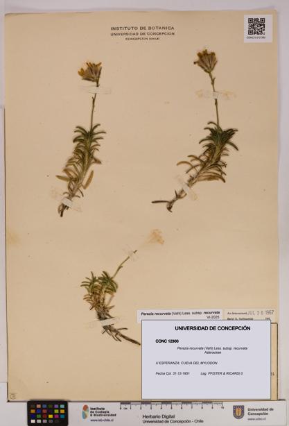 Perezia recurvata subsp. recurvata [Espécimen: UDEC:CONC:0012300]