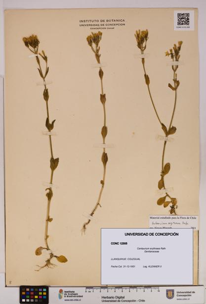Centaurium erythraea [Espécimen: UDEC:CONC:0012305]