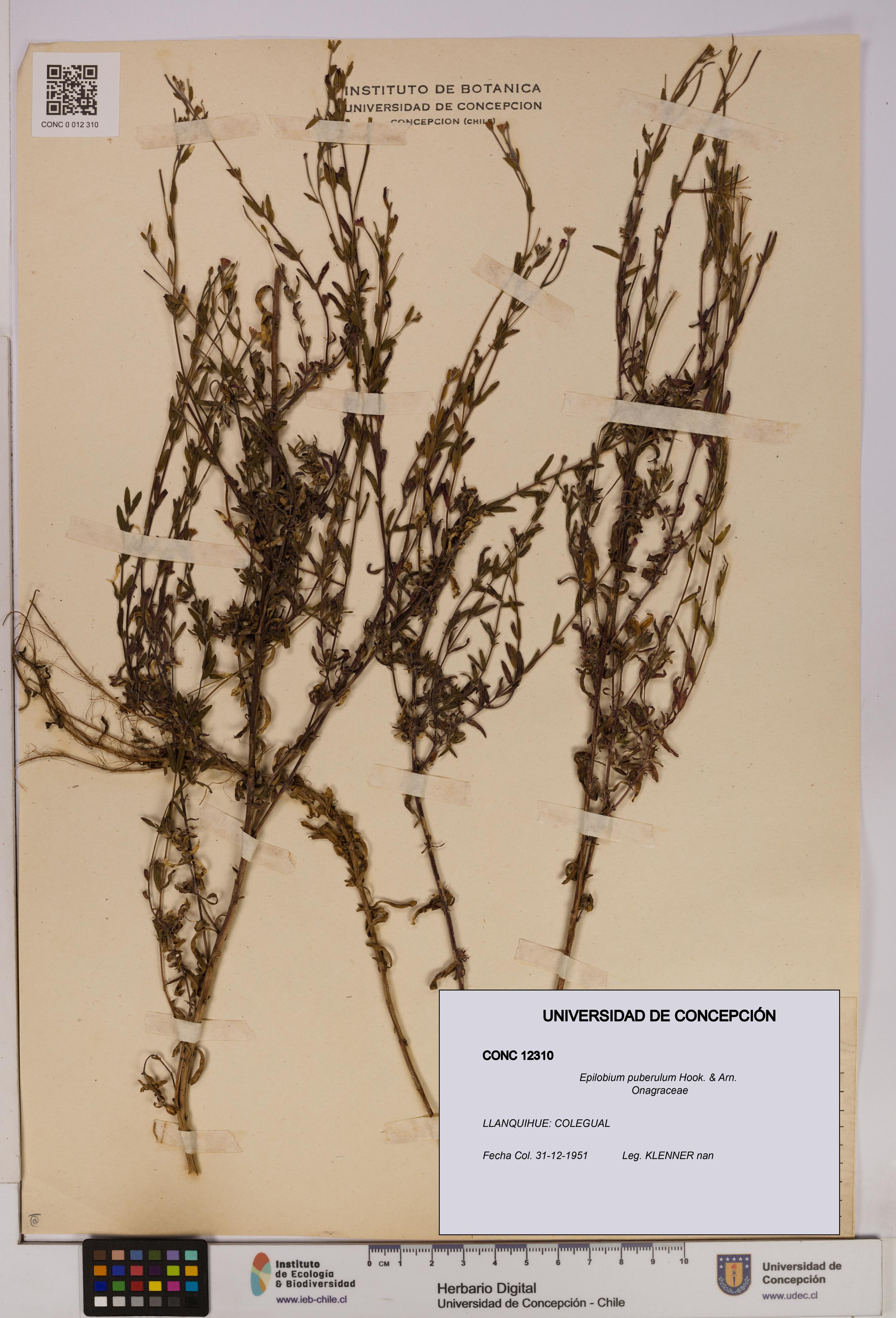 Epilobium puberulum [Espécimen: UDEC:CONC:0012310]