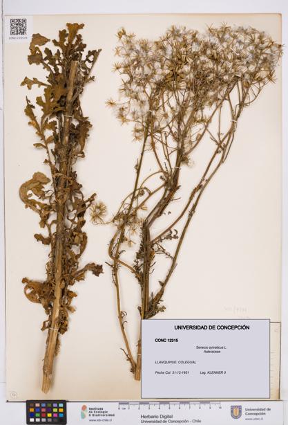 Senecio sylvaticus [Espécimen: ]