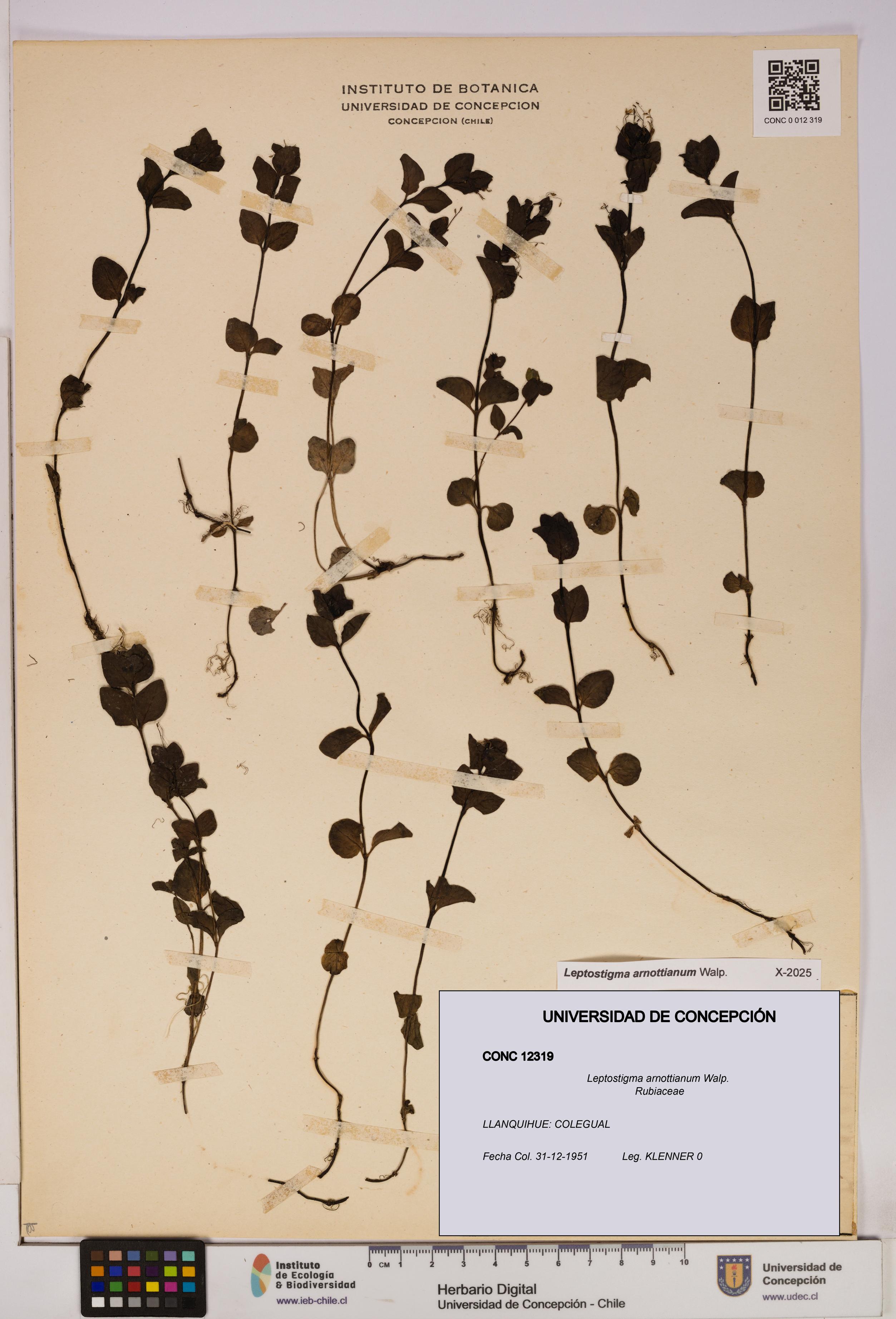 Leptostigma arnottianum [Espécimen: UDEC:CONC:0012319]