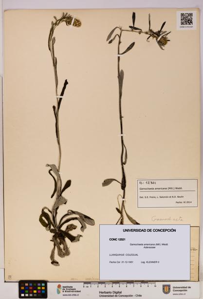 Gamochaeta americana [Espécimen: UDEC:CONC:0012321]