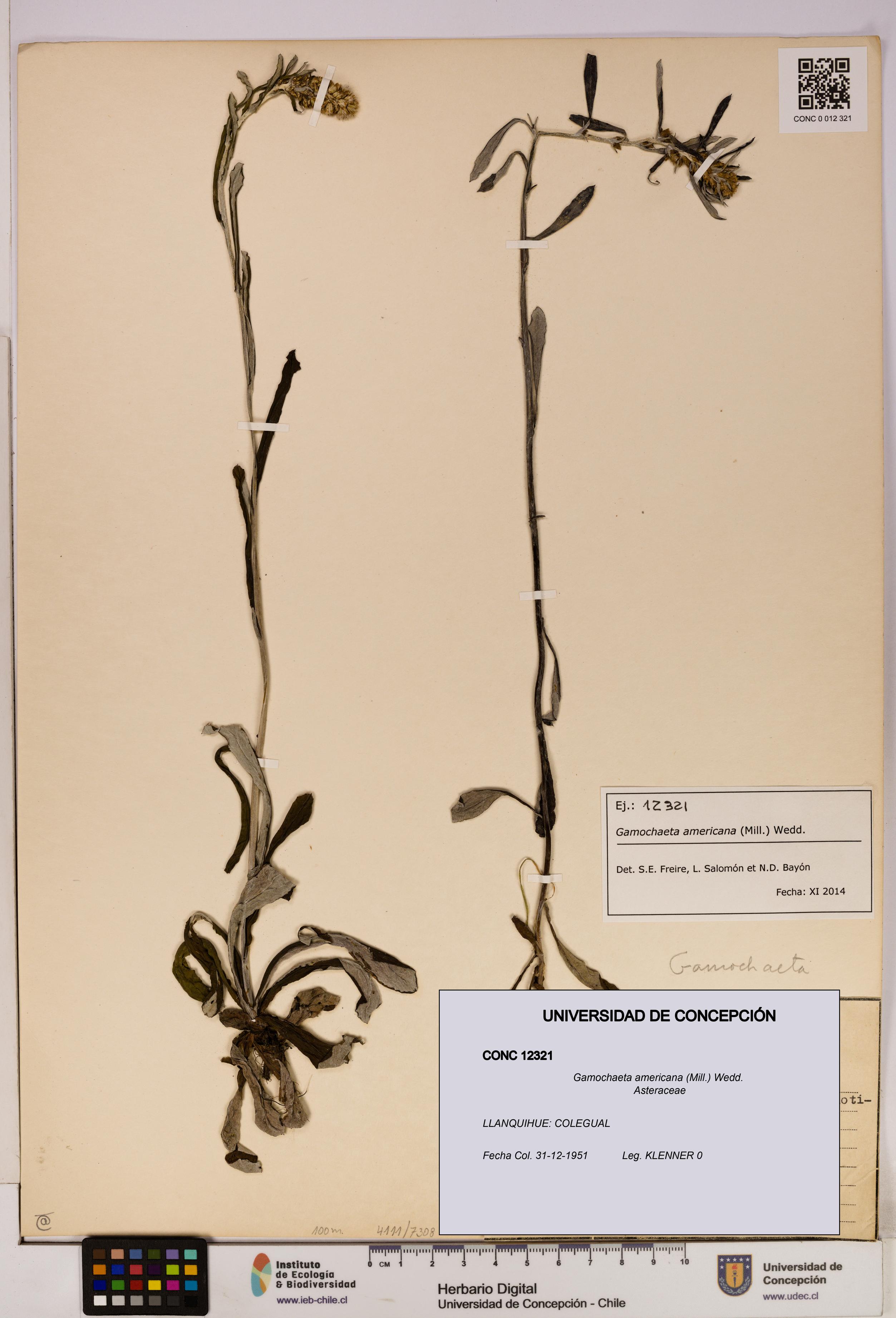 Gamochaeta americana [Espécimen: UDEC:CONC:0012321]