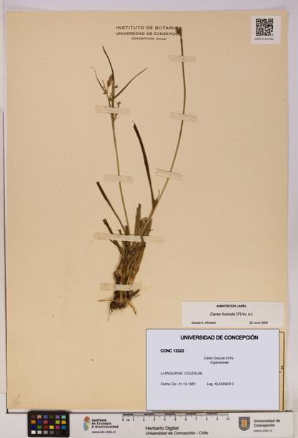 Carex fuscula [Espécimen: UDEC:CONC:0012322]