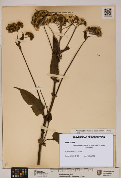 Pelseria otites [Espécimen: ]