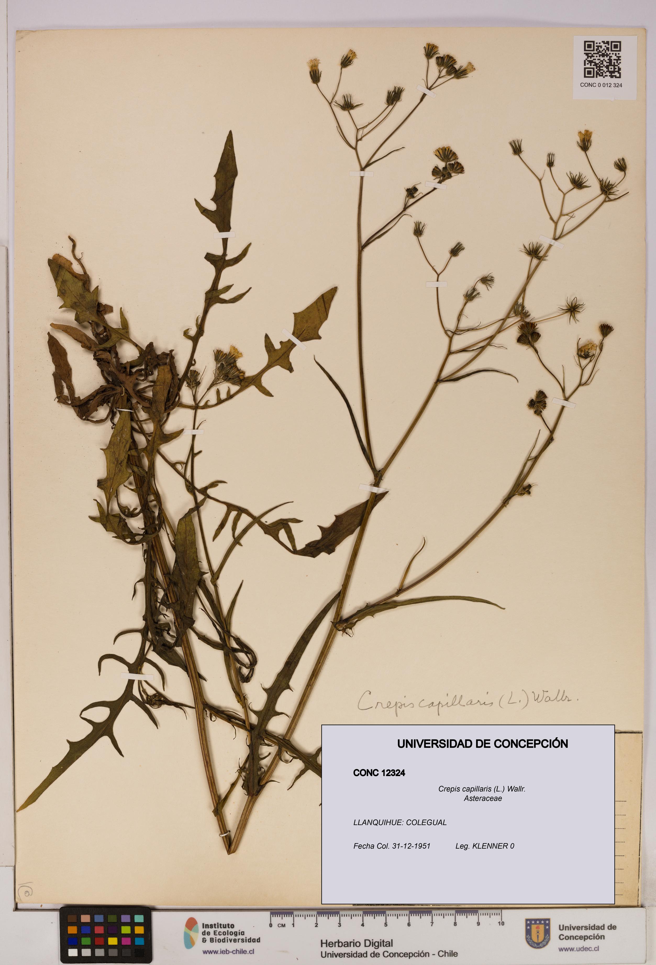 Crepis capillaris [Espécimen: UDEC:CONC:0012324]