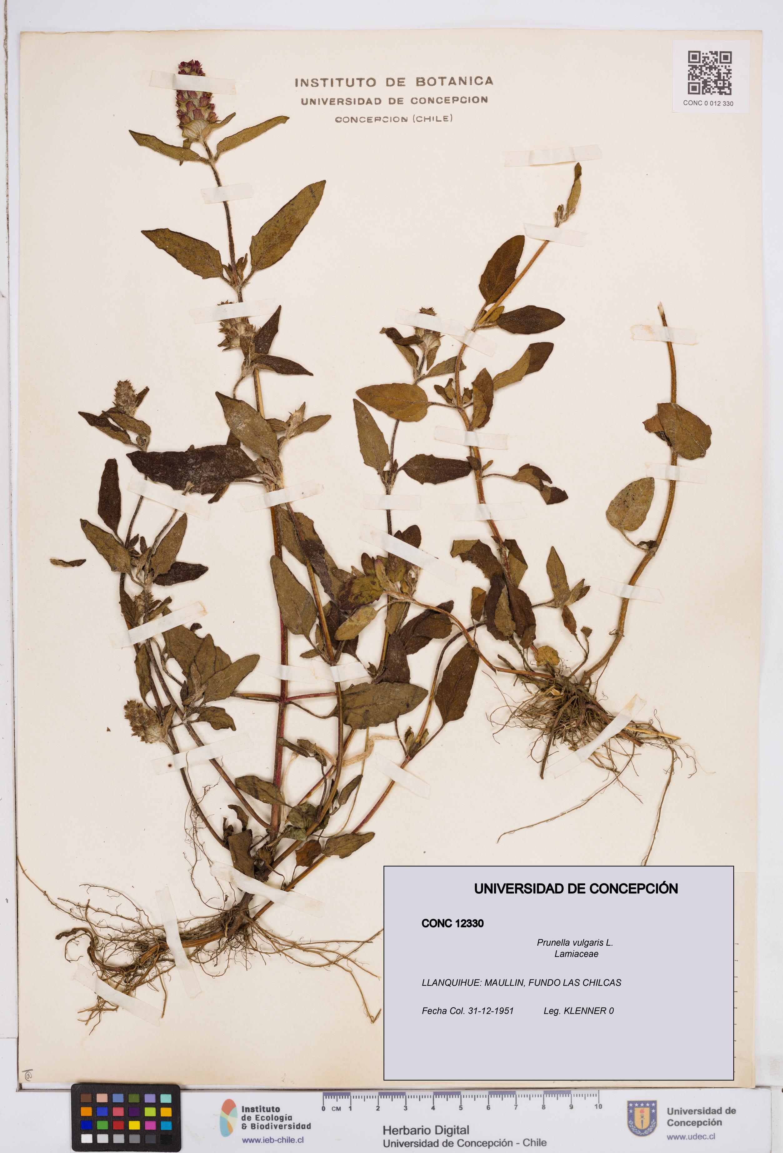 Prunella vulgaris [Espécimen: ]