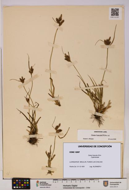 Carex fuscula [Espécimen: UDEC:CONC:0012337]