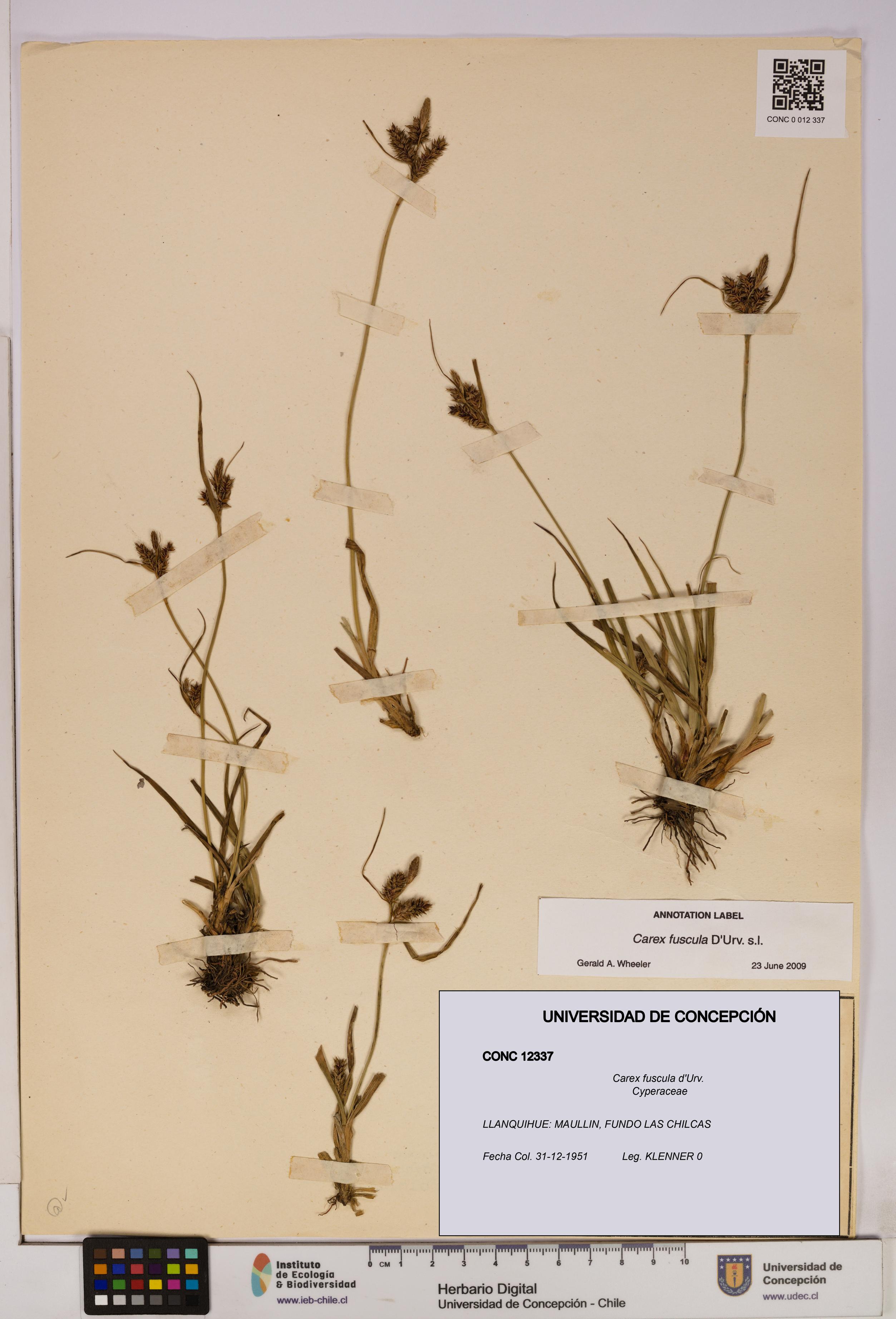 Carex fuscula [Espécimen: UDEC:CONC:0012337]