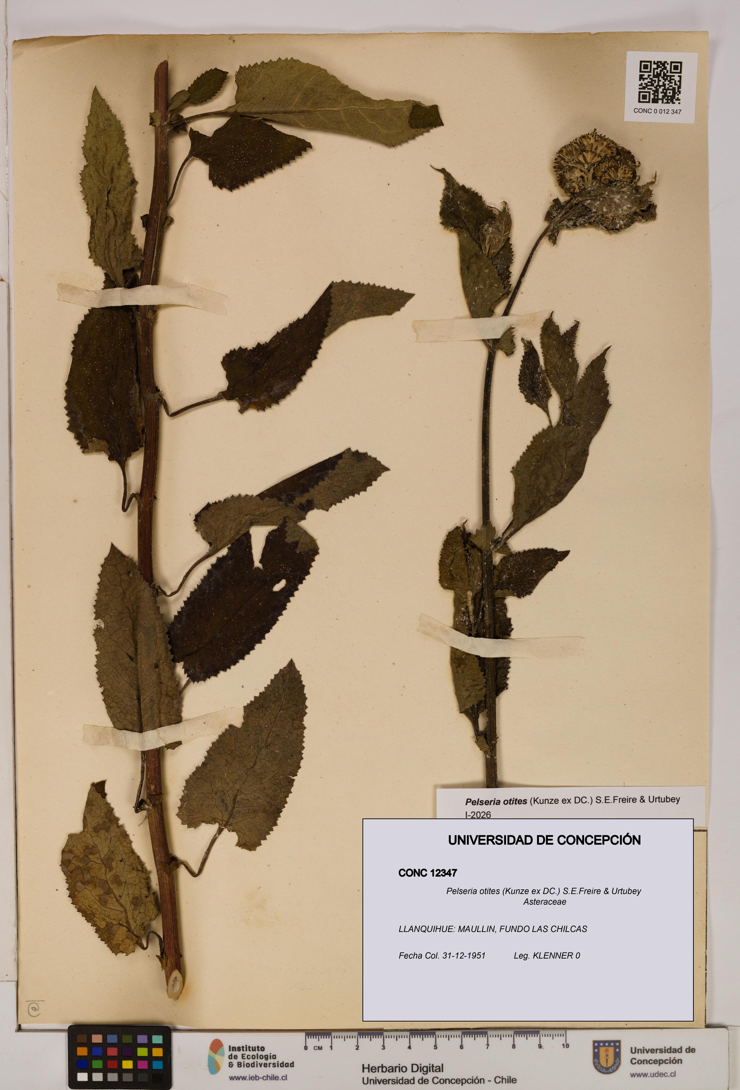 Pelseria otites [Espécimen: ]