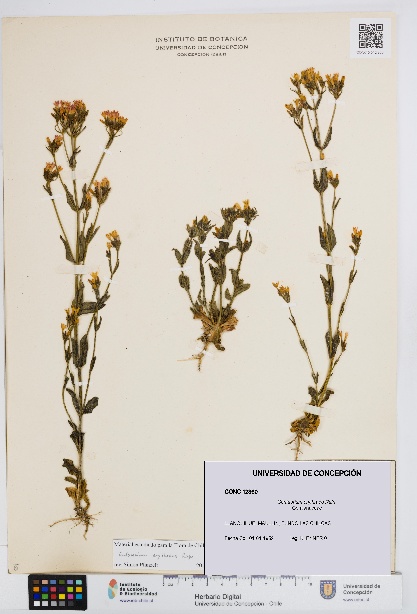 Centaurium erythraea [Espécimen: UDEC:CONC:0012360]