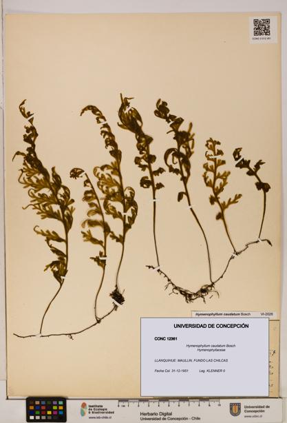 Hymenophyllum caudatum [Espécimen: UDEC:CONC:0012361]