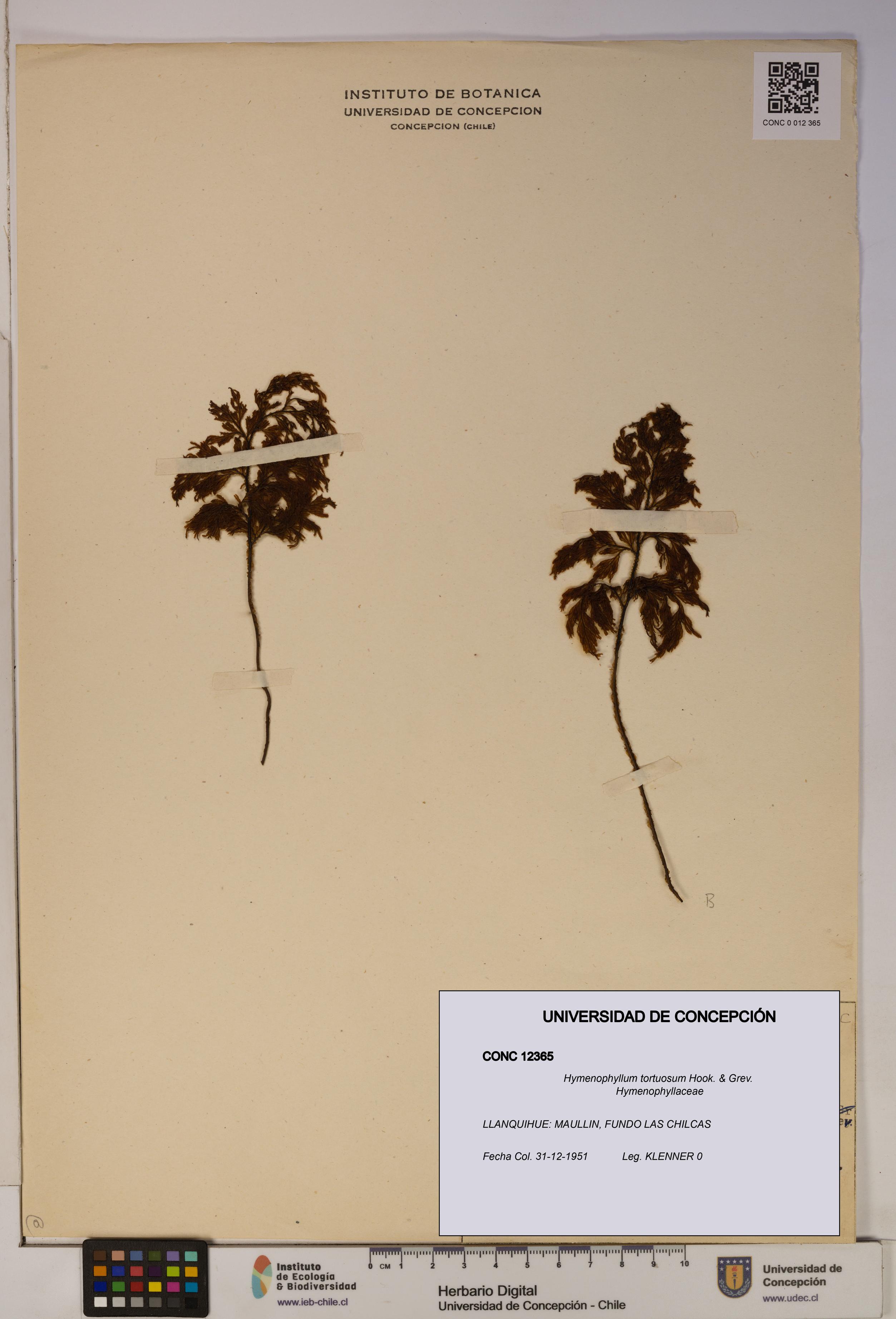Hymenophyllum tortuosum [Espécimen: ]