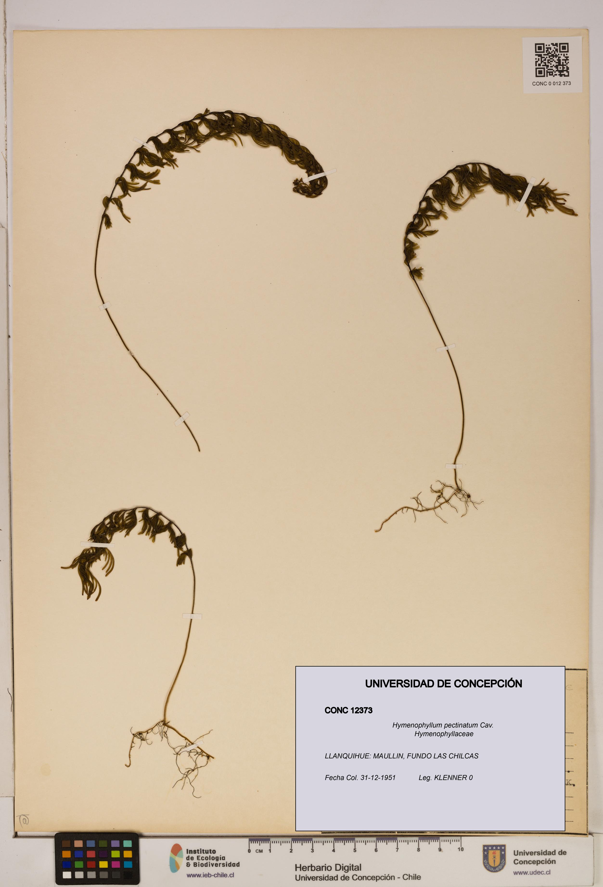 Hymenophyllum pectinatum [Espécimen: ]