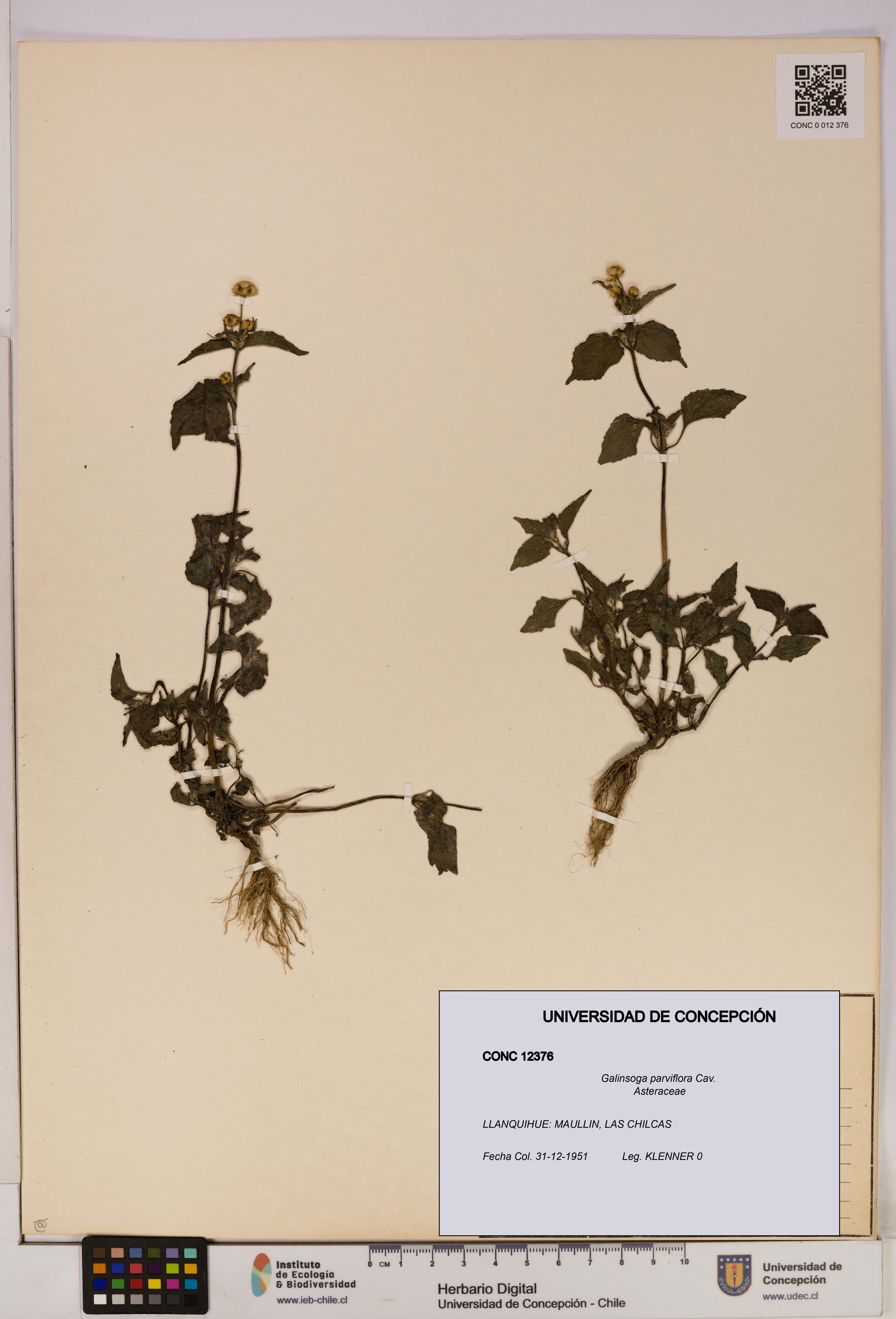 Galinsoga parviflora [Espécimen: UDEC:CONC:0012376]