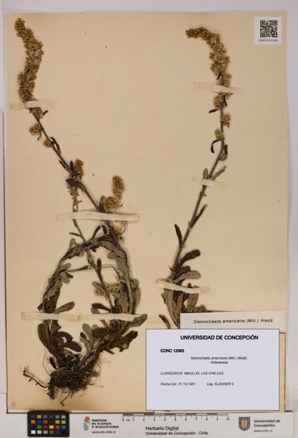 Gamochaeta americana [Espécimen: UDEC:CONC:0012383]