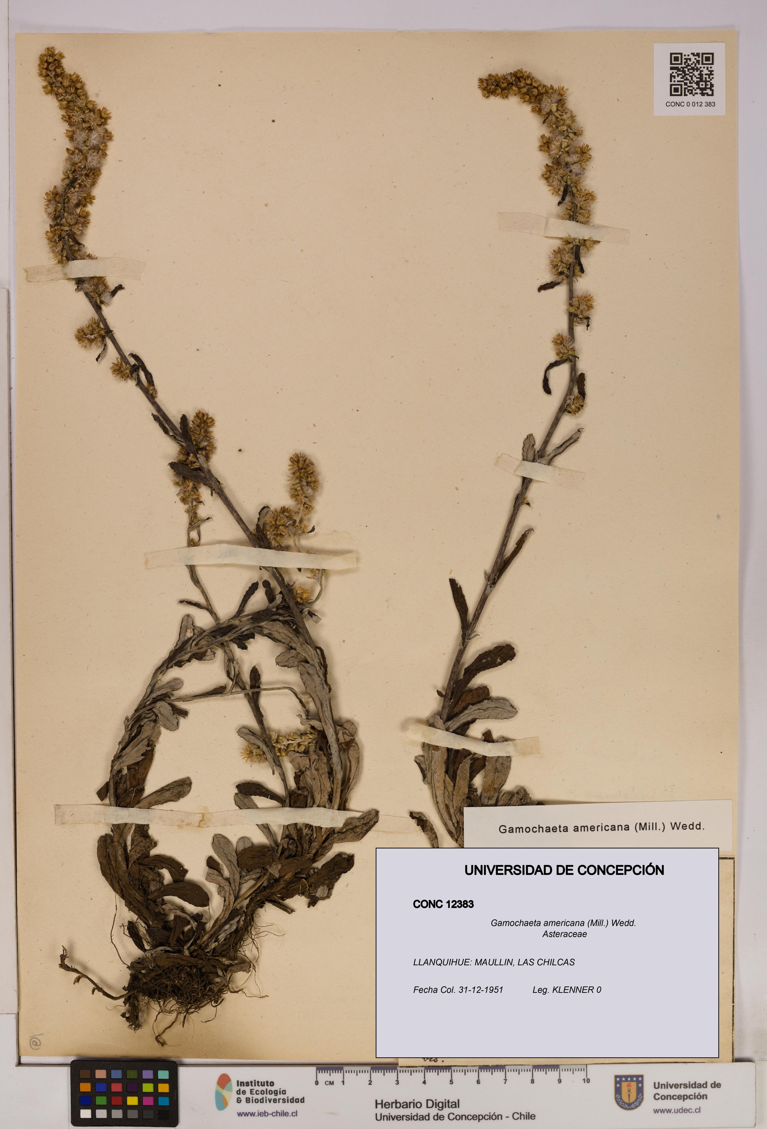 Gamochaeta americana [Espécimen: UDEC:CONC:0012383]