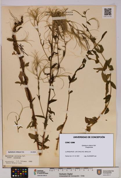 Epilobium ciliatum [Espécimen: UDEC:CONC:0012386]