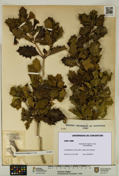 Desfontainia fulgens [Espécimen: UDEC:CONC:0012389]