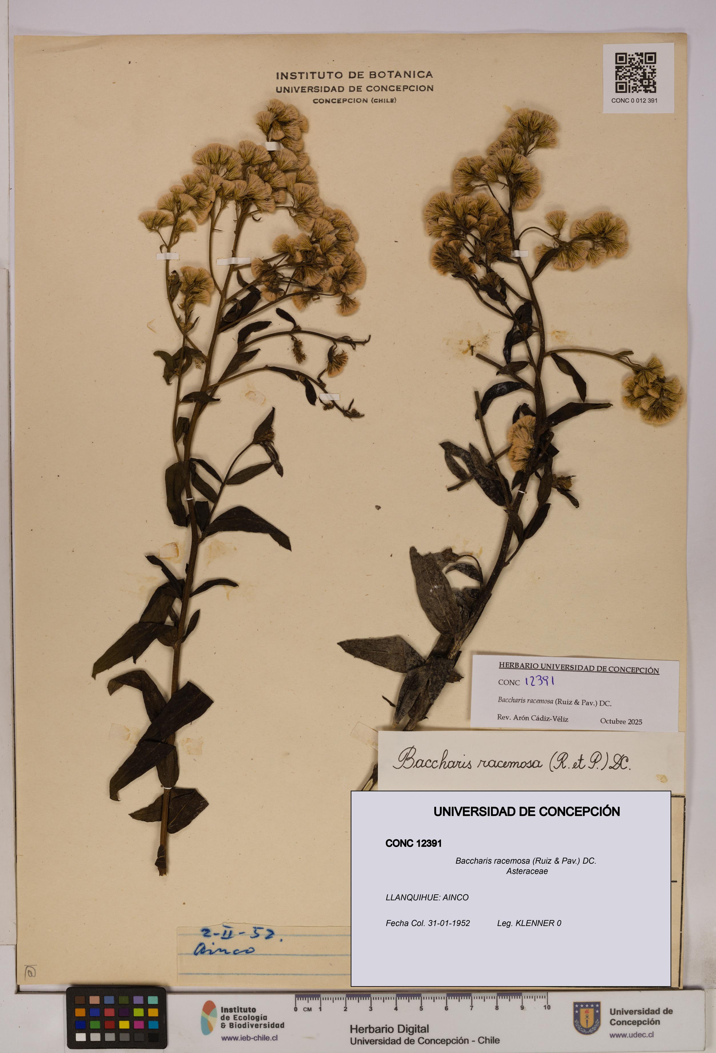 Baccharis racemosa [Espécimen: UDEC:CONC:0012391]