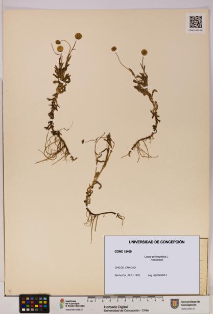 Cotula coronopifolia [Espécimen: UDEC:CONC:0012405]