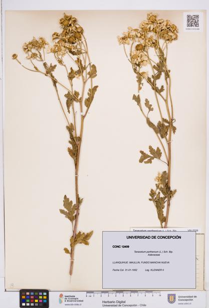 Tanacetum parthenium [Espécimen: ]
