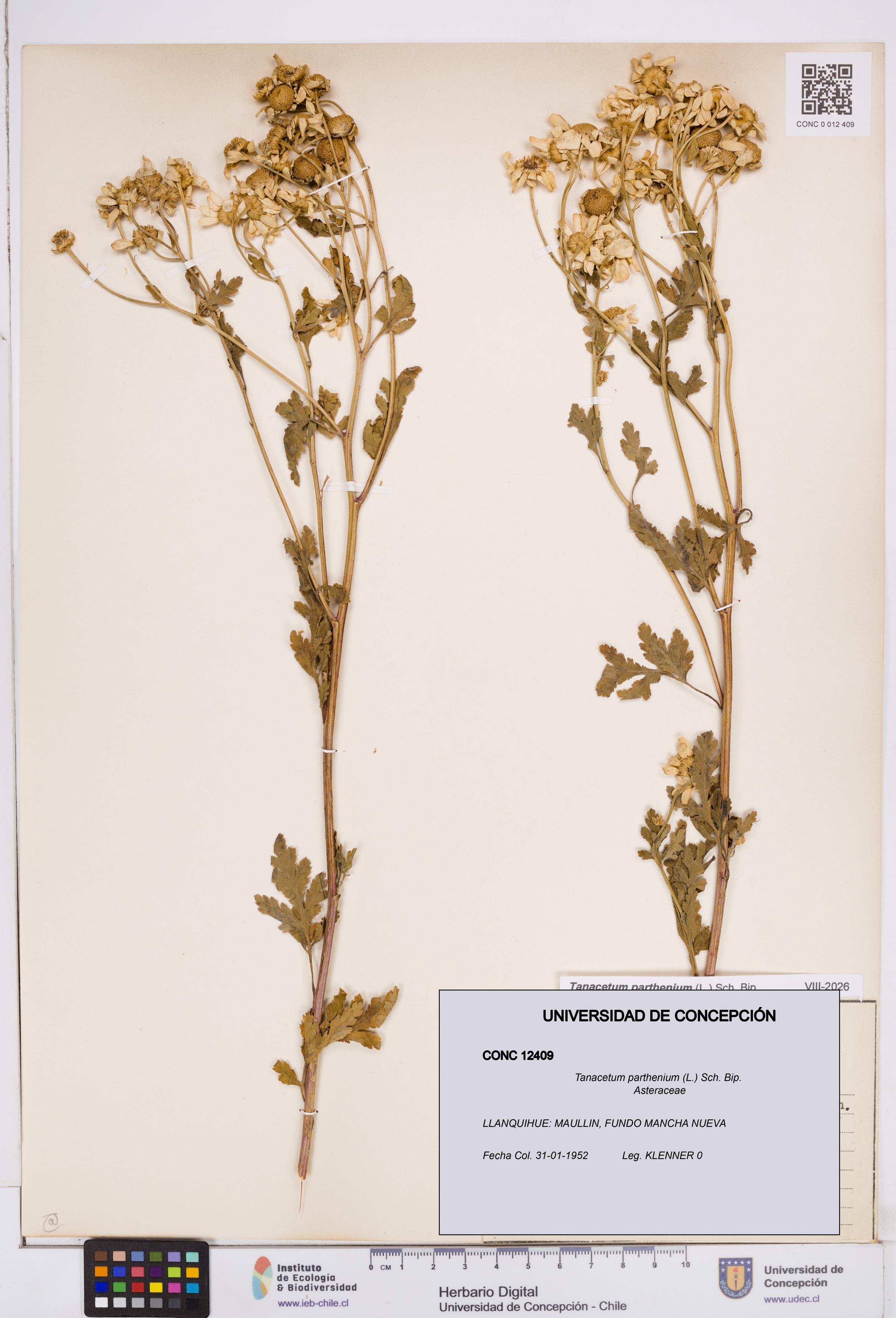 Tanacetum parthenium [Espécimen: ]