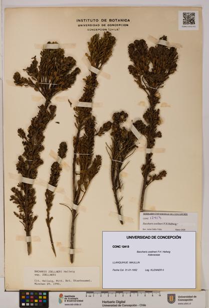 Baccharis zoellneri [Espécimen: UDEC:CONC:0012413]