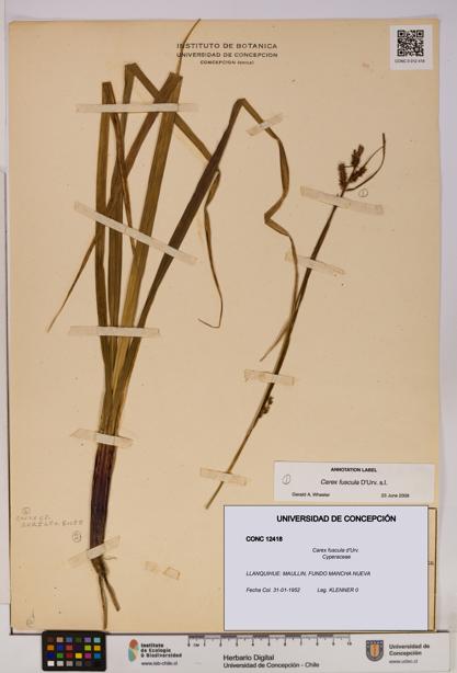 Carex fuscula [Espécimen: UDEC:CONC:0012418]