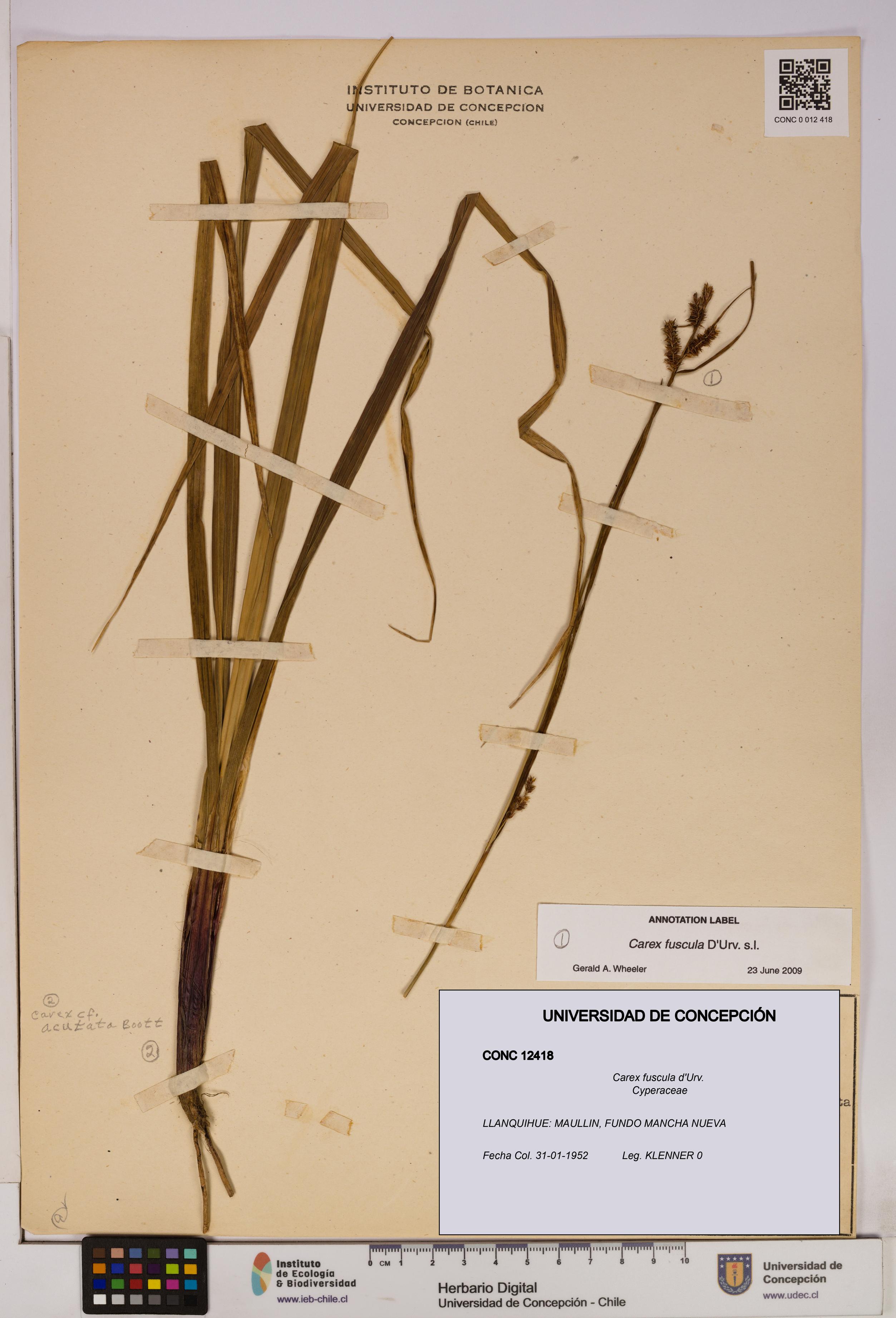 Carex fuscula [Espécimen: UDEC:CONC:0012418]