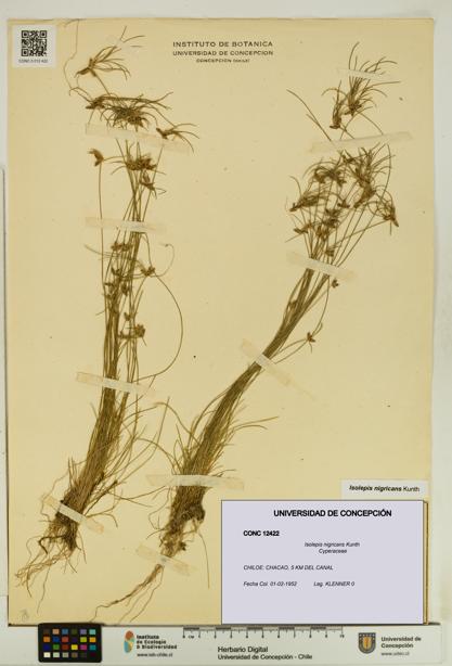 Isolepis nigricans [Espécimen: UDEC:CONC:0012422]