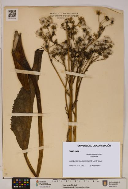 Senecio buglossus [Espécimen: UDEC:CONC:0012429]