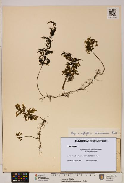 Hymenophyllum krauseanum [Espécimen: ]