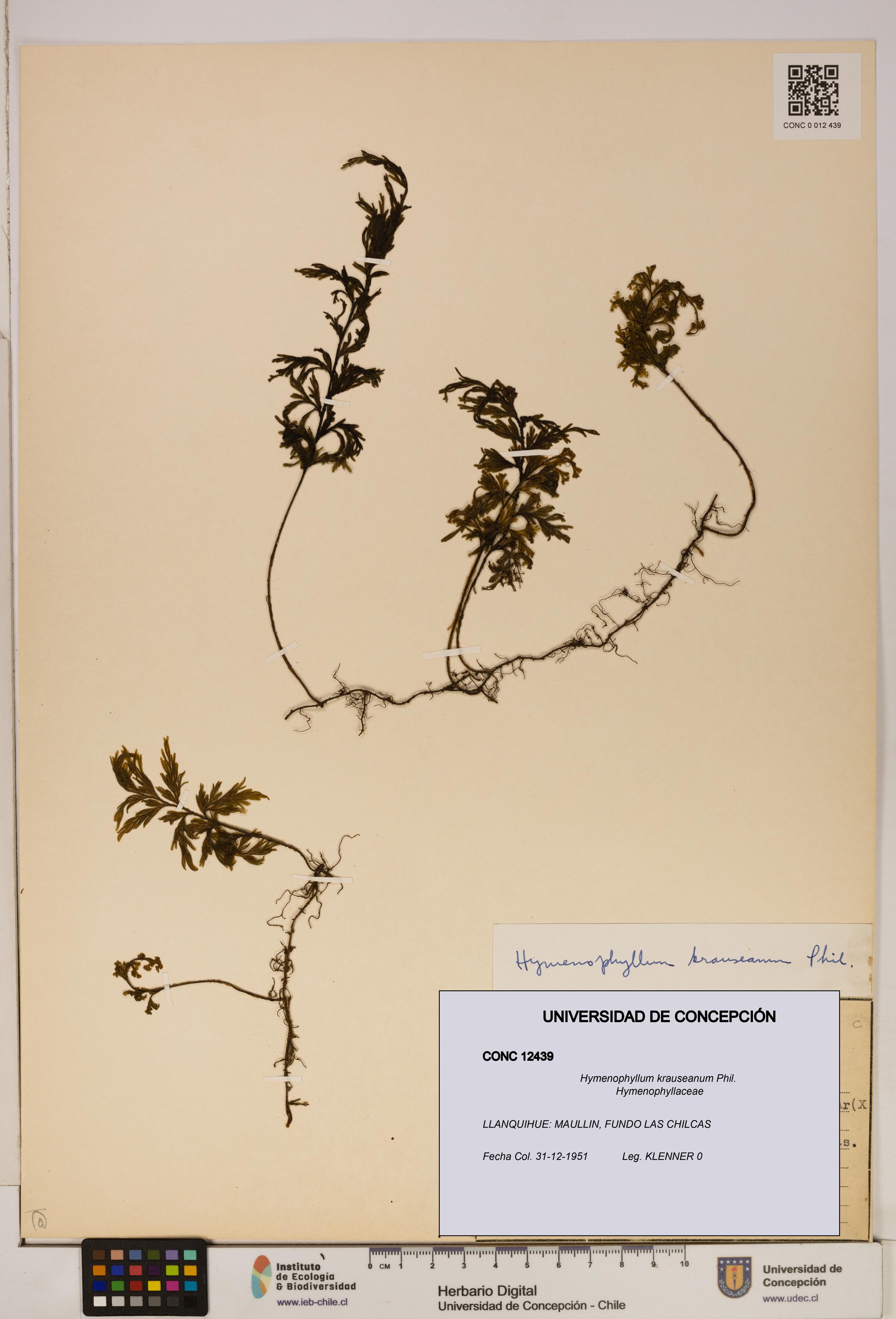 Hymenophyllum krauseanum [Espécimen: ]