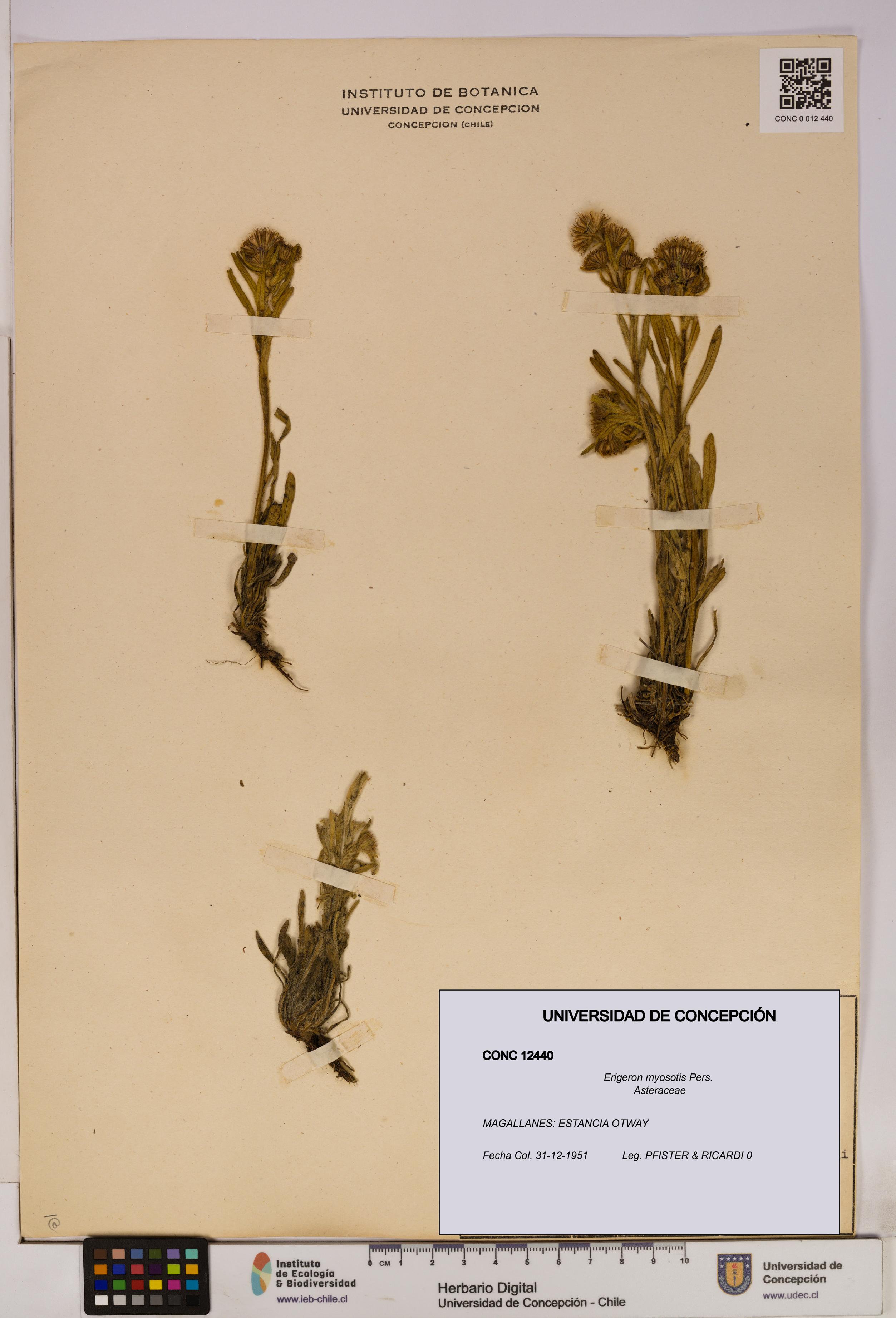 Erigeron myosotis [Espécimen: UDEC:CONC:0012440]